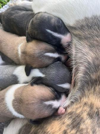 Whippet puppy for sale by AINSLEYD