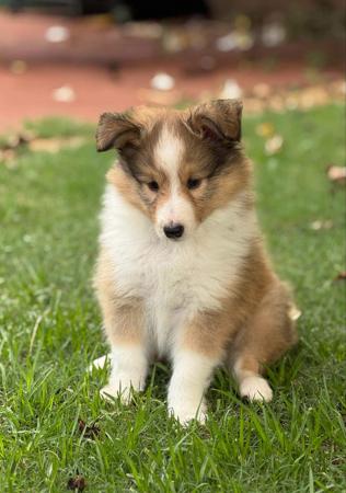 Shetland Sheepdog for sale by YOUANMI