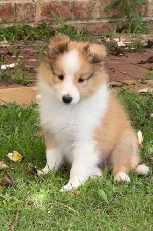 Shetland Sheepdog for sale by YOUANMI