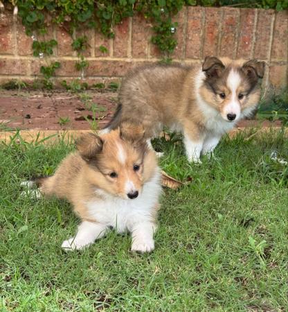 Shetland Sheepdog for sale by YOUANMI