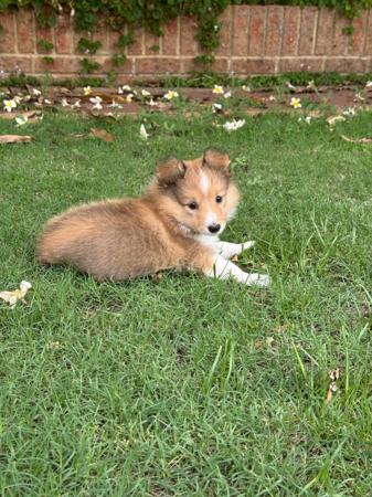 Shetland Sheepdog for sale by YOUANMI