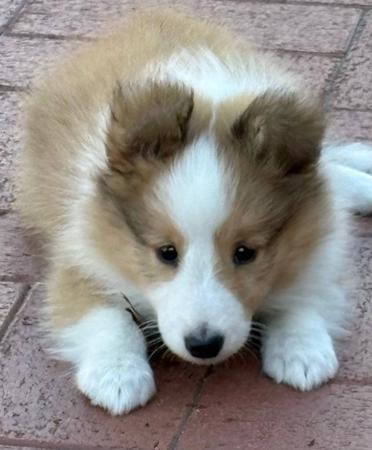 Shetland Sheepdog for sale by YOUANMI