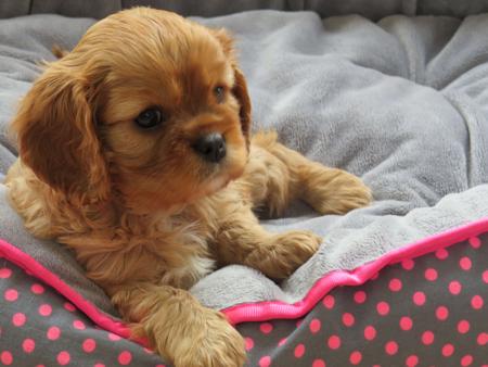 Cavalier King Charles Spaniel puppy for sale by MELVATAR