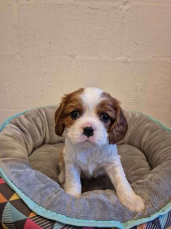 Cavalier King Charles Spaniel puppy for sale by MELVATAR