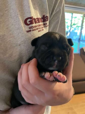 Staffordshire Bull Terrier puppy for sale by ORCHARDCREEK