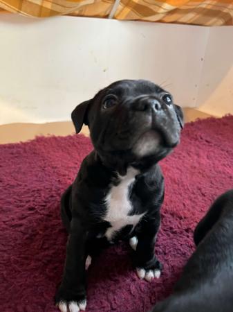 Staffordshire Bull Terrier puppy for sale by ORCHARDCREEK