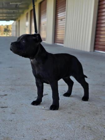 Staffordshire Bull Terrier for sale by ORCHARDCREEK