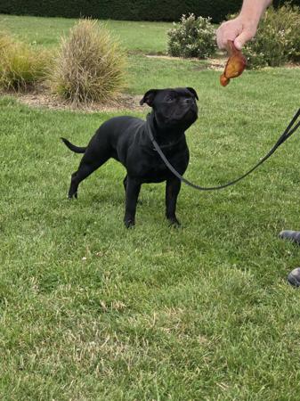 Staffordshire Bull Terrier for sale by ORCHARDCREEK