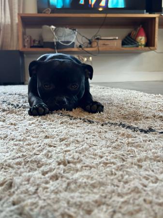 Staffordshire Bull Terrier for sale by ORCHARDCREEK