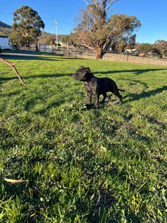 Staffordshire Bull Terrier for sale by ORCHARDCREEK