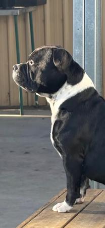 Staffordshire Bull Terrier for sale by ORCHARDCREEK