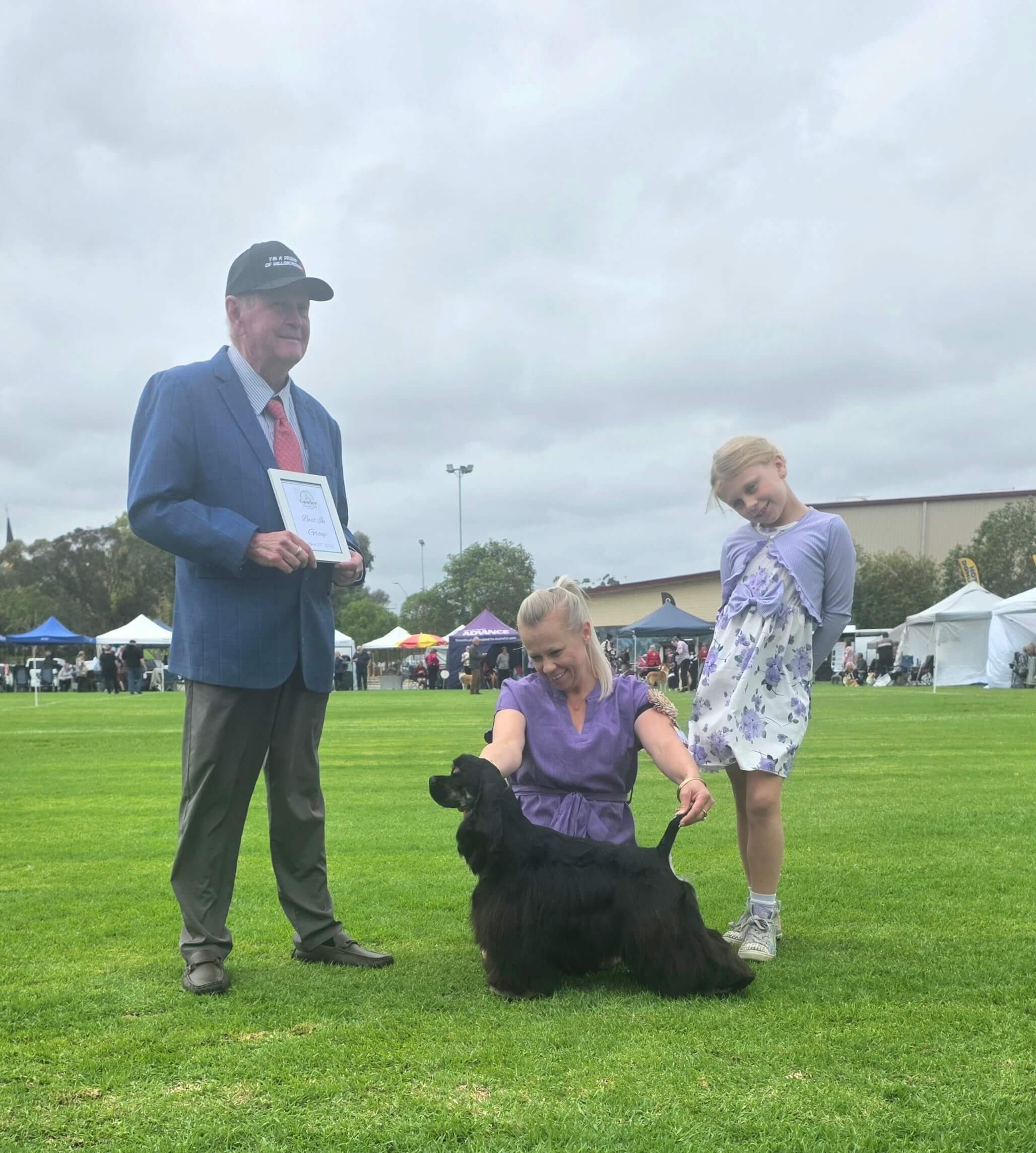 Aust Ch Azel royal scandal Cocker Spaniel (American) - Owned by Azel kennel