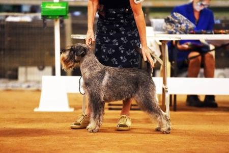 Schnauzer for sale by COOLCROWD