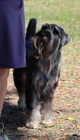 Schnauzer for sale by COOLCROWD