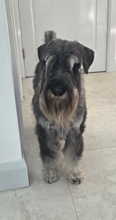 Schnauzer for sale by COOLCROWD