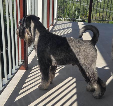 Schnauzer for sale by COOLCROWD