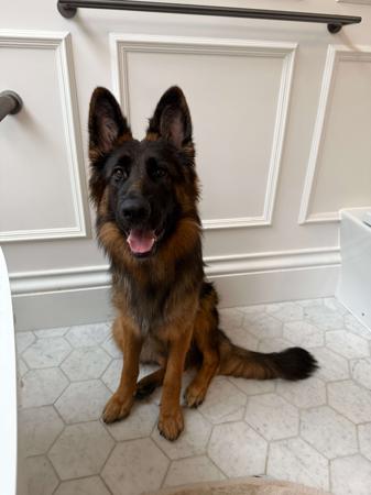 German Shepherd Dog (Long Stock Coat) puppy for sale by EROICA