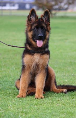 German Shepherd Dog (Long Stock Coat) for sale by EROICA