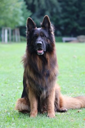 German Shepherd Dog (Long Stock Coat) for sale by EROICA