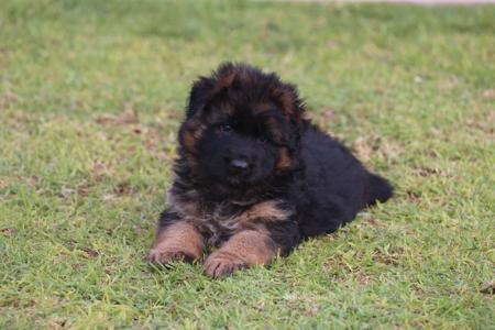 German Shepherd Dog (Long Stock Coat) for sale by EROICA