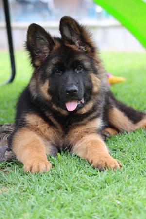 German Shepherd Dog (Long Stock Coat) for sale by EROICA