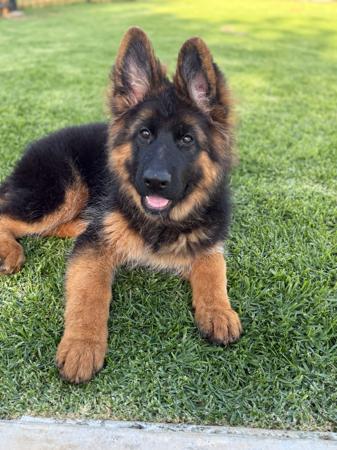 German Shepherd Dog (Long Stock Coat) for sale by EROICA