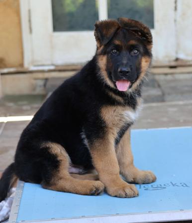 German Shepherd Dog for sale by EROICA