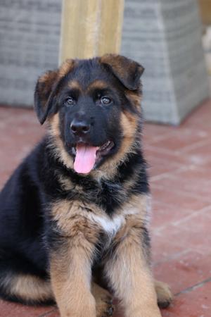 German Shepherd Dog for sale by EROICA