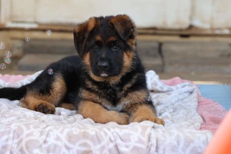 German Shepherd Dog for sale by EROICA