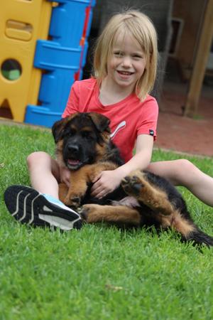 German Shepherd Dog for sale by EROICA