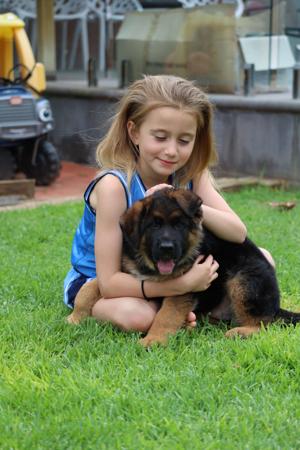 German Shepherd Dog for sale by EROICA