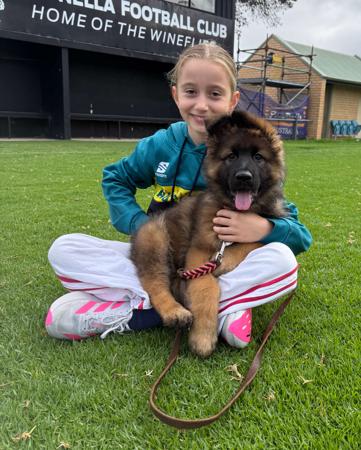 German Shepherd Dog (Long Stock Coat) puppy for sale by EROICA