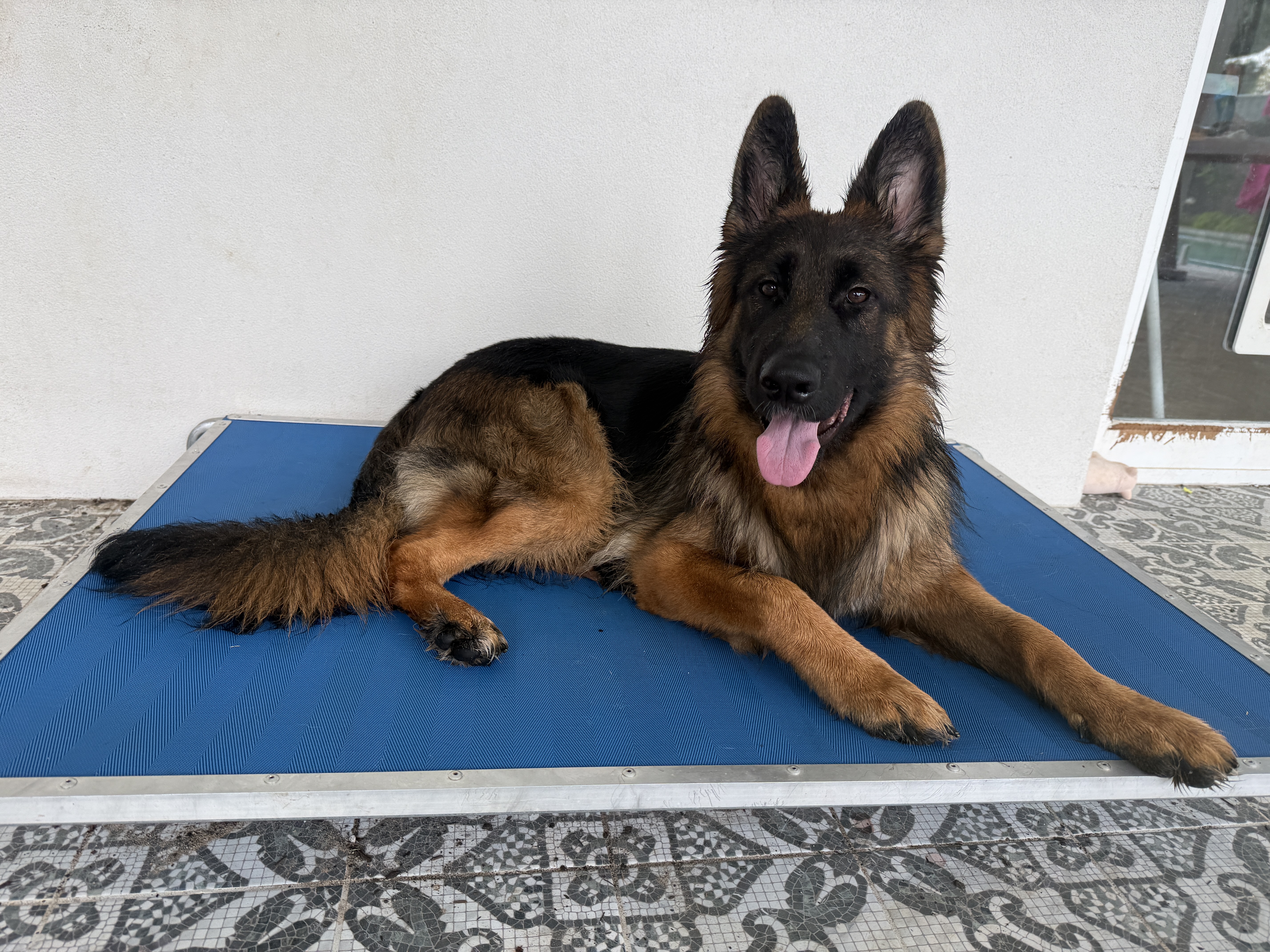 German Shepherd Dog (Long Stock Coat) puppy for sale by EROICA