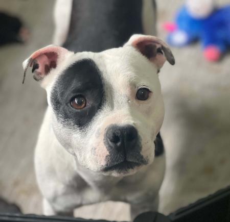 Staffordshire Bull Terrier puppy for sale by MONCHELPARK