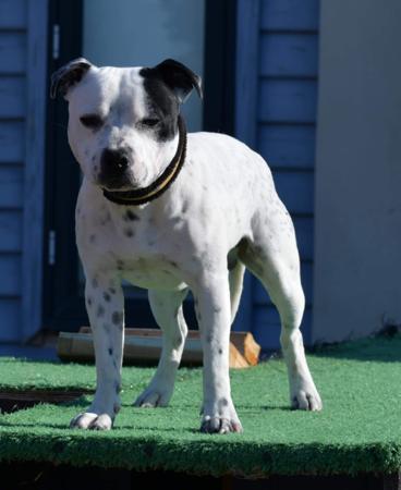 Staffordshire Bull Terrier for sale by MONCHELPARK