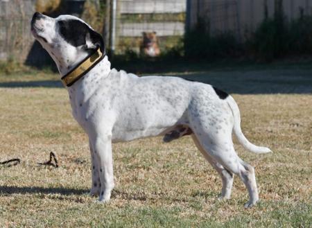 Staffordshire Bull Terrier for sale by MONCHELPARK