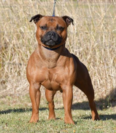 Staffordshire Bull Terrier for sale by MONCHELPARK