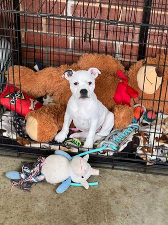 Staffordshire Bull Terrier puppy for sale by MONCHELPARK