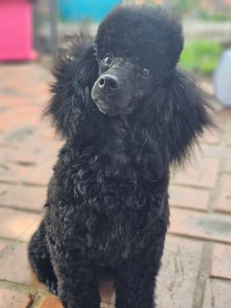 Poodle (Toy) for sale by JIRANCOTOYS