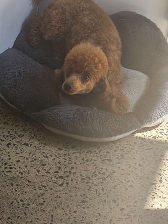 Poodle (Toy) for sale by JIRANCOTOYS