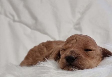 Poodle (Toy) for sale by JIRANCOTOYS