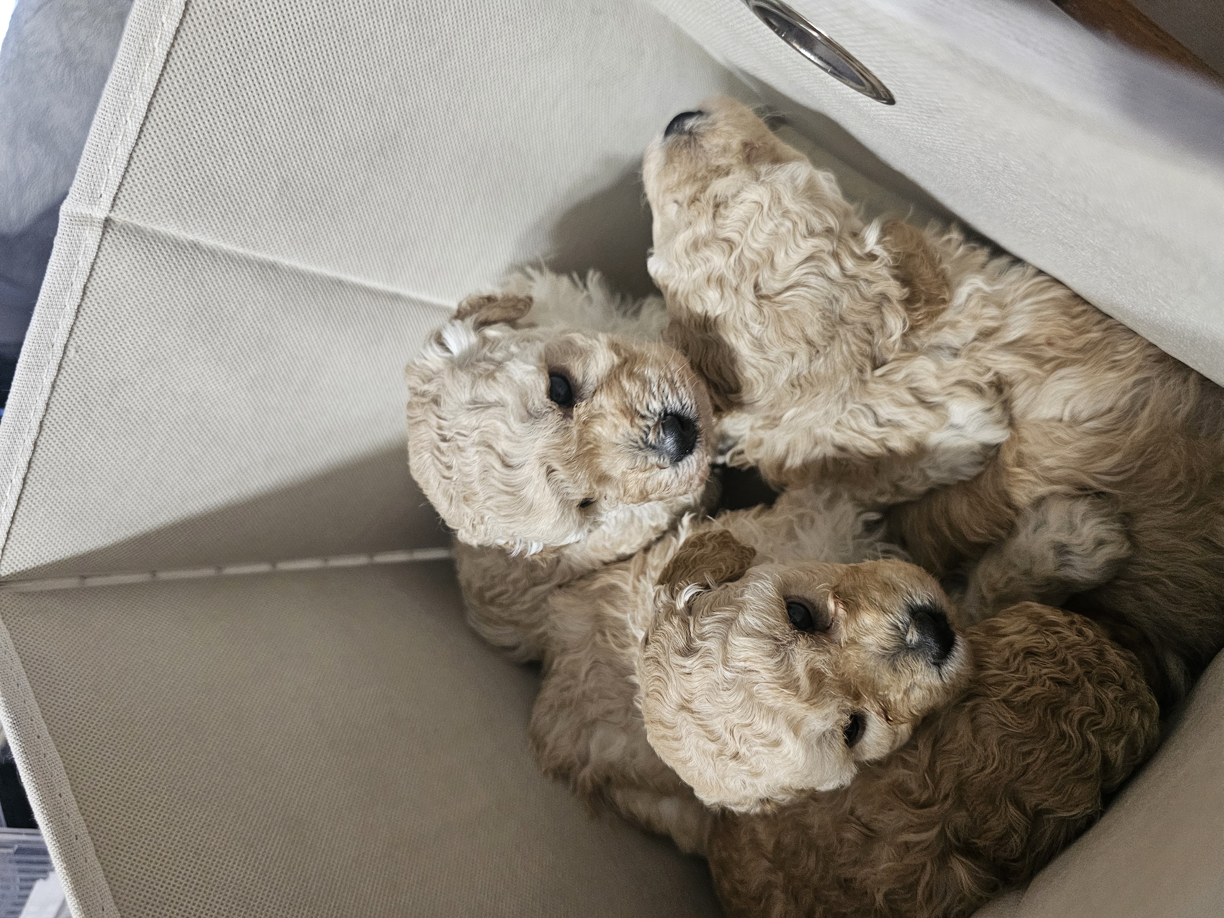 Poodle (Toy) puppy for sale by JIRANCOTOYS