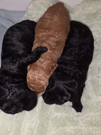 Poodle (Toy) puppy for sale by JIRANCOTOYS