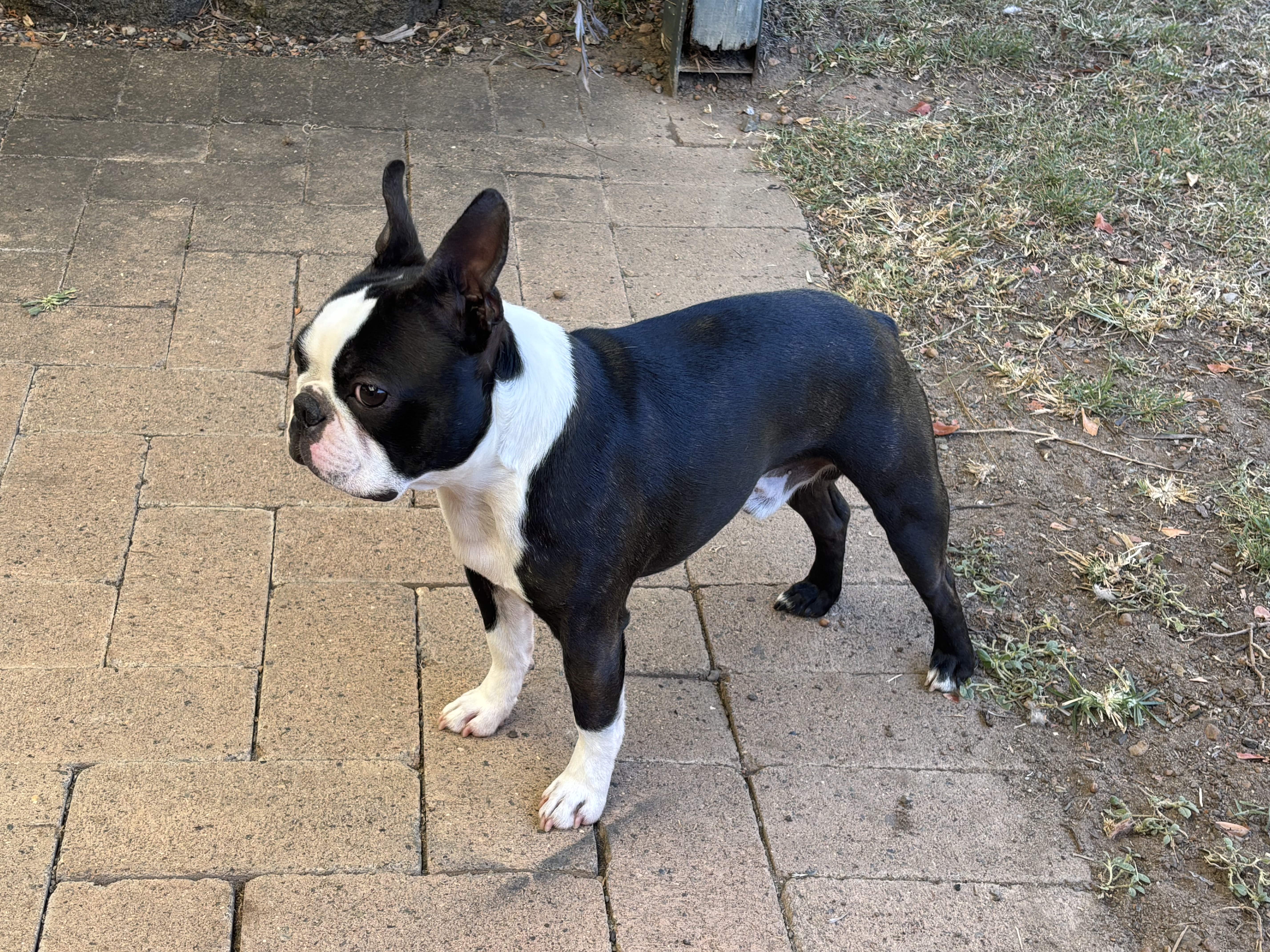 Boston Terrier dog for sale by KYPAJUKA