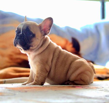 French Bulldog for sale by ALICIA1980
