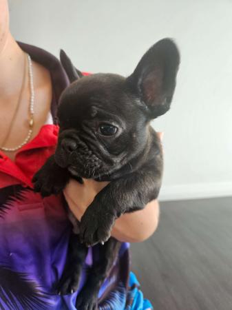 French Bulldog for sale by LARGYLE