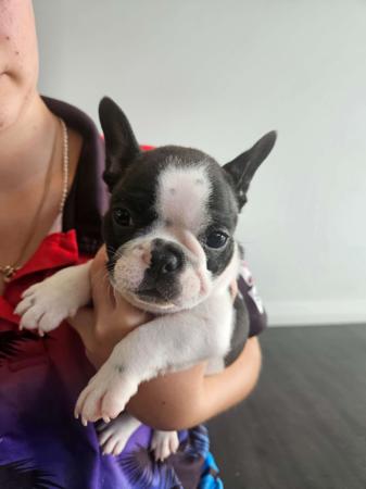 French Bulldog for sale by LARGYLE