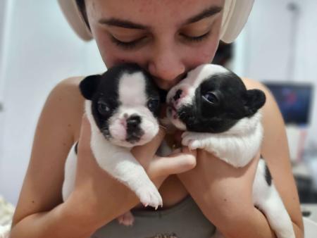 French Bulldog for sale by LARGYLE