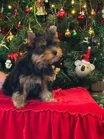 Click to view more details