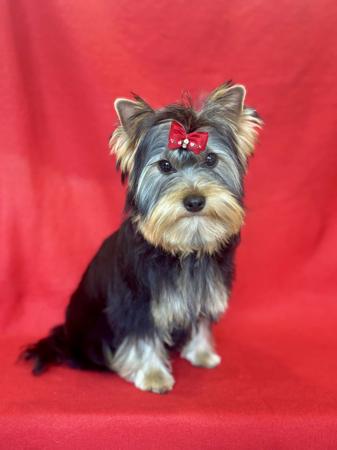 Click to view more details